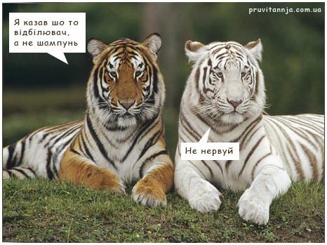 Меми з тиграми